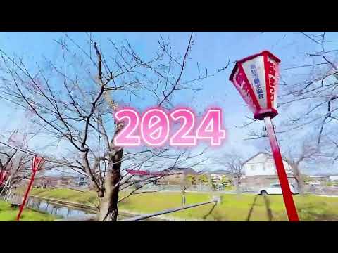 2024年　桜