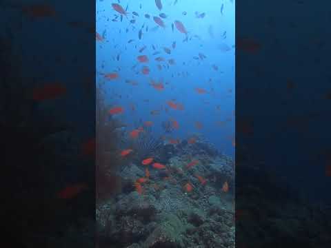 【神奈川 ディープ ダイビング】伊豆の海で見れる魅惑の光景✨オレンジの無数の魚が乱舞します‼️