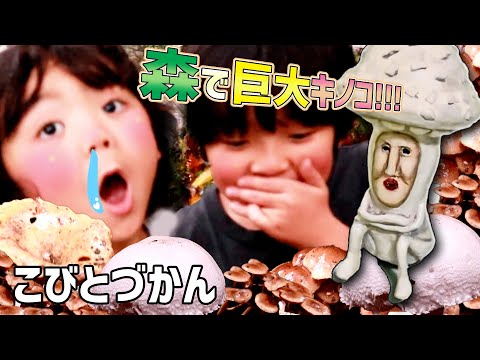 【こびとづかん】森で大量のキノコとこびとが出現!!!!!シロキノコビト!!きけん!?