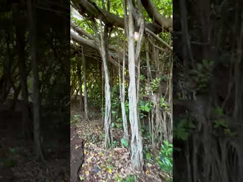 Hidden Gem in Amami Oshima 🌿 Walking Through the Magical Banyan Tree Tunnel!　幻想的なガジュマルのトンネルを歩く！