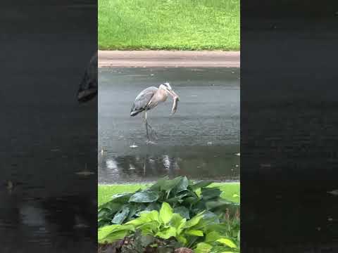 Great blue Heron hunting for his lunch in my front yard, ￼￼June 15, 2024