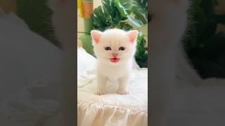 Cat 🐈 & cute baby 🐥 laughing video #funnyvideo #cutebaby #comedy #laugh #shorts