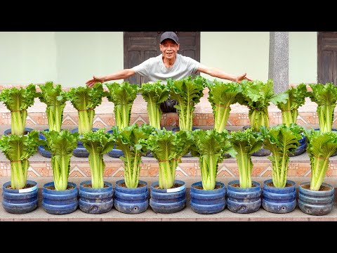 Growing Giant Napa Cabbage Varieties For Small Gardens With Super Yields!