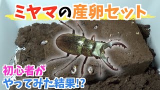 【成功!?】初心者がミヤマクワガタを産卵させてみたら...!?