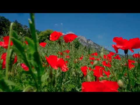 Flowers HD, Field With Poppies And Wheat, Digital Ambient Muzic 3 Hours  🤩💖😍🎶(Flori , Camp Cu Maci)