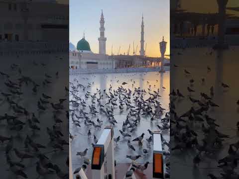 Beautiful View Of Madina Pak | Latest Video Of Madina Shareef