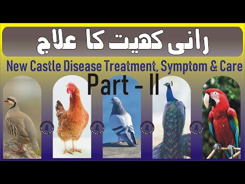 Treatment Of New Castle Disease | Rani Khait Ka Ilaj Part II | ND+IB Cure |  Pigeon Cote