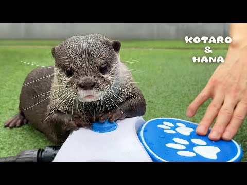 Can Otters Figure Out How to Turn on a Dog Water Fountain?