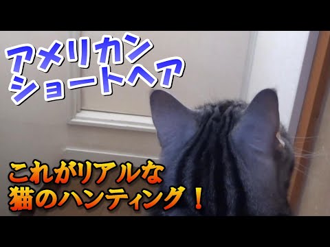 猫の狩り！これがリアルなハンティング（アメリカンショートヘア）