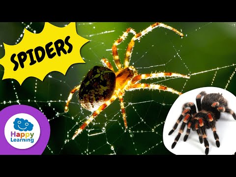 Surprising Facts About Spiders | Happy Learning 🕷️🕸️✨