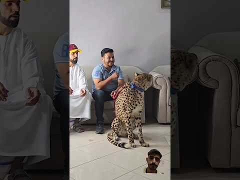 #tiger #animals #lion #cat #pets #music #hiphop #khushivermadancinggirl #musicgenre #dancewithkhushi