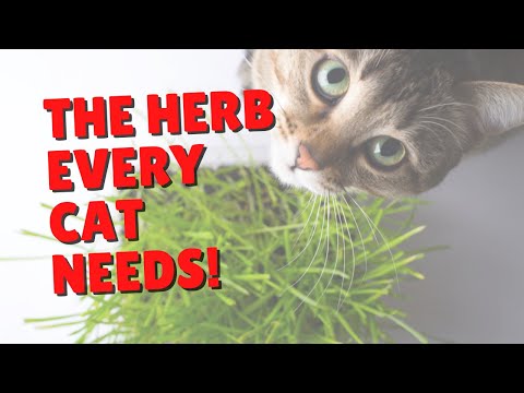 Give THIS Herb To Your Cat To Help Flush The Toxins | Two Crazy Cat Ladies