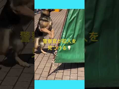 ワクワク動物ランド　　　　　　　#犬 #わんちゃん  #警察犬     #ワクワク #ニュース  #shortsvideo #どうぶつの森 #news #japan