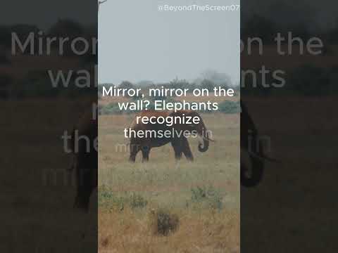 Elephant....! #elephant #wildlife #africanelephants #elephantdance #junglesafari #babyelephants #zoo