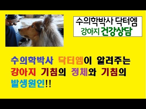 수의학박사 닥터엠이 알려주는 강아지 기침의 정체와 그 발생기전!!