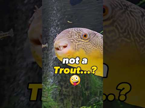 Mini *Trout* Get Added To Aquarium!