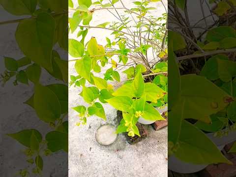 গাছের  শিউলি ফুল #trending #minivlog #gardening #viralvideo #flowers