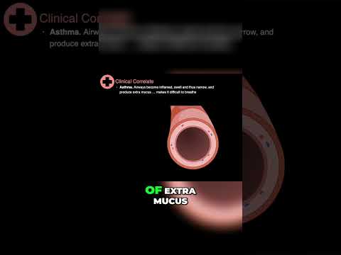 Bronchodilation and Beta-2 Receptors #shorts  #anatomy #science #lungs