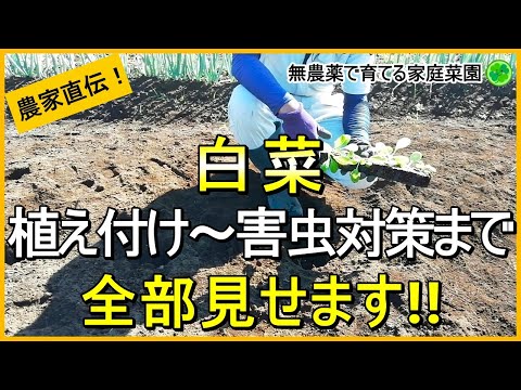 【白菜栽培】失敗しない苗の植え付けのコツと害虫対策【有機農家直伝！無農薬で育てる家庭菜園】　24/9/10