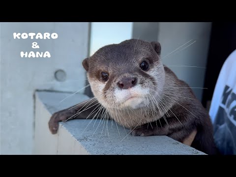 Otter Loves to Go Outside for Neighborhood Watch