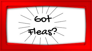 Got Fleas? Flea Free in 3 Steps!