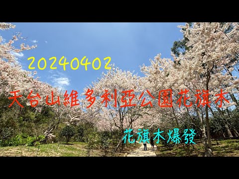 萬ㄟeye台灣20240402天台山維多利亞公園花旗木   4K