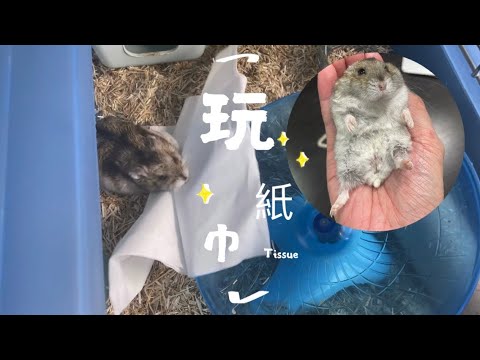 Hamster loves tissue so much | 倉鼠愛收藏紙巾 | Tissue is new toy | 玩紙巾 | Mabo