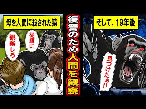 【実話】復讐のために１９年間、人間を観察し続けたチンパンジー。ついに外に出て‥