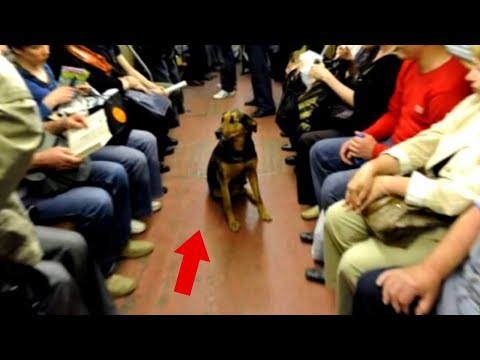 A dog ran onto the train and sat in the middle of the train  What happened next shocked everyone