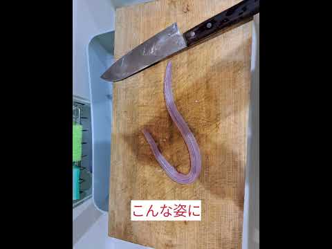 【ヘビ🐍捕獲】〜調理❓