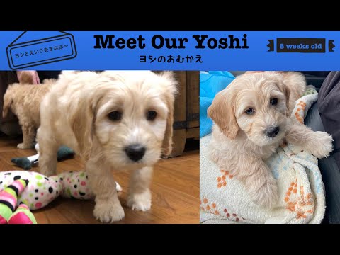 Meet Goldendoodle puppy/ゴールデンドゥードルの子犬との出逢い