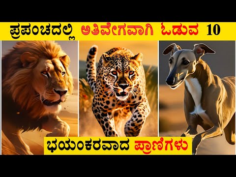 10 Fastest Animals in the World | Fastest Runners in the Animal Kingdom | Unknown Facts in Kannada