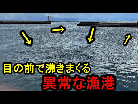 突然、漁港の中でナブラが湧きまくり入れ食い状態になるとんでもない日でした。