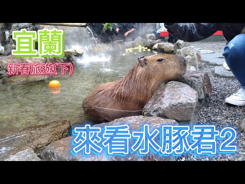 2022新春宜蘭親子遊(下)來看水豚君/老公被動物攻擊了？DIY蔥油餅、餵小動物at張美阿嬤農場、甲鳥園【欣的旅遊】