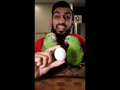 Can Birds Eat Eggs? (CANNIBALISM)