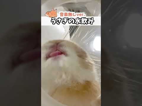 【音楽無ver.】うさぎの水飲みをただ楽しむための動画【ネザーランドドワーフのコッペ】#ネザーランドドワーフ #コッペパン #うさぎ  #うさぎのいる暮らし #ウサギ #shorts