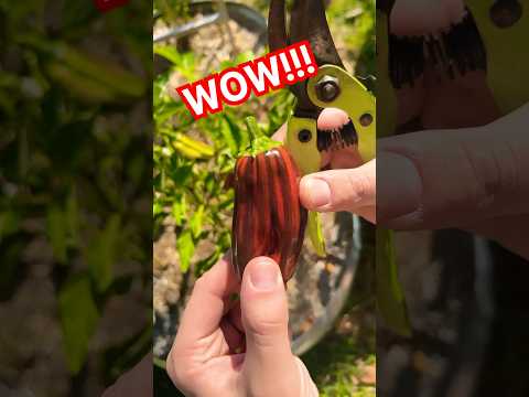 GROW This Unique Pepper 🌶️