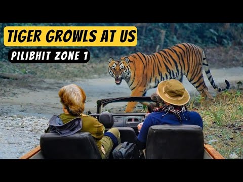 Aggressive Tiger Sighting in Pilibhit Tiger Reserve | Pilibhit Jungle Safari | Pilibhit Zone 1