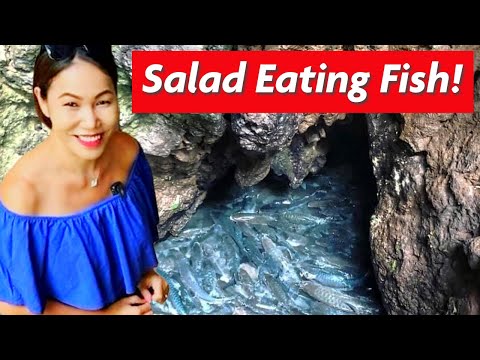 Come See the Salad Eating Fish at Fish Cave (Tham Pla Namtok Pha Suea) on the Mae Hong Son loop 🥬🐟🥗