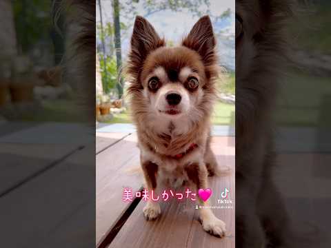 【犬のおやつ 無添加 手づくり】おやつTime🐶🩷🐶【後編】噛めば噛むほどあまくて美味しい🩷 #チワワ #可愛いわんこ #犬のいる暮らし #癒し #dog #わんちゃん