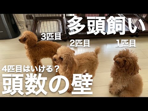 【トイプードルの多頭飼い】あなたは何匹まで飼えますか？わかりやすく解説、頭数の壁