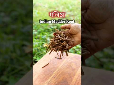 Episode-110 of Vedic Recipes (मंजिष्ठा) Manjishta herb benefits #shorts