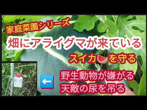 【畑にアライグマが】10数年振りにやって来た足跡発見【家庭菜園シリーズ】