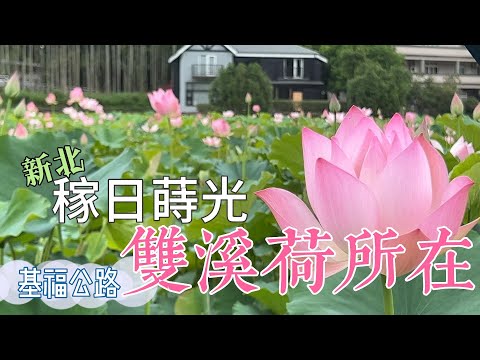 【新北雙溪】夏日限定：在隱身基北山區的基福公路 尋找稼日蒔光｜雙溪荷所在 ｜雙溪荷花園