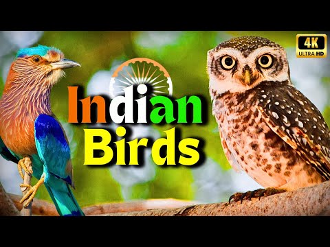 Indian Birds in 4K | Amazing & Colorful India's Birds in the Forest | Creative Nature Bird's Sound