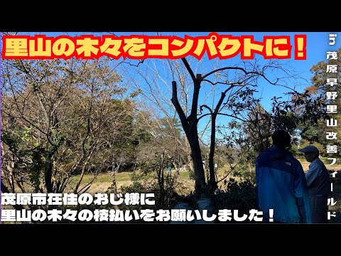 里山の木々をコンパクトに！【里山再生・土壌改善・開拓型農業アクティビティ里山体験受付中】