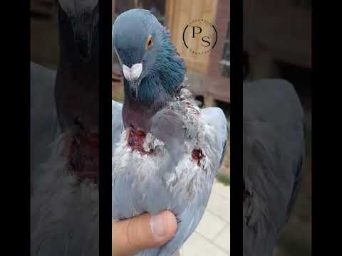 Cum repar eu gusa sparta de soim , la un porumbel #pigeon #porumbei