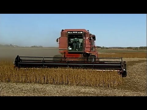 Harvesting Soybeans at Zurn Farms (2007)