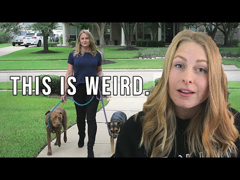 Weird Things People Say to Dog Walkers