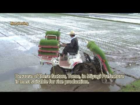 "Hitomebore" Rice cultivation❖Traddition and Technology✪How to Japan TV